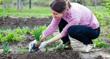 Je možné zasadit jahody po česneku a naopak